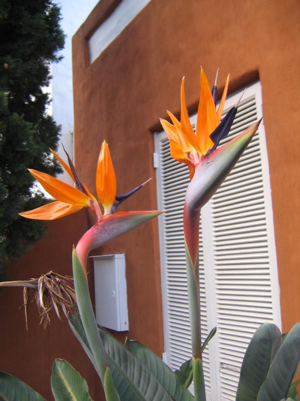Rose Lodge Cidade Do Cabo Exterior foto
